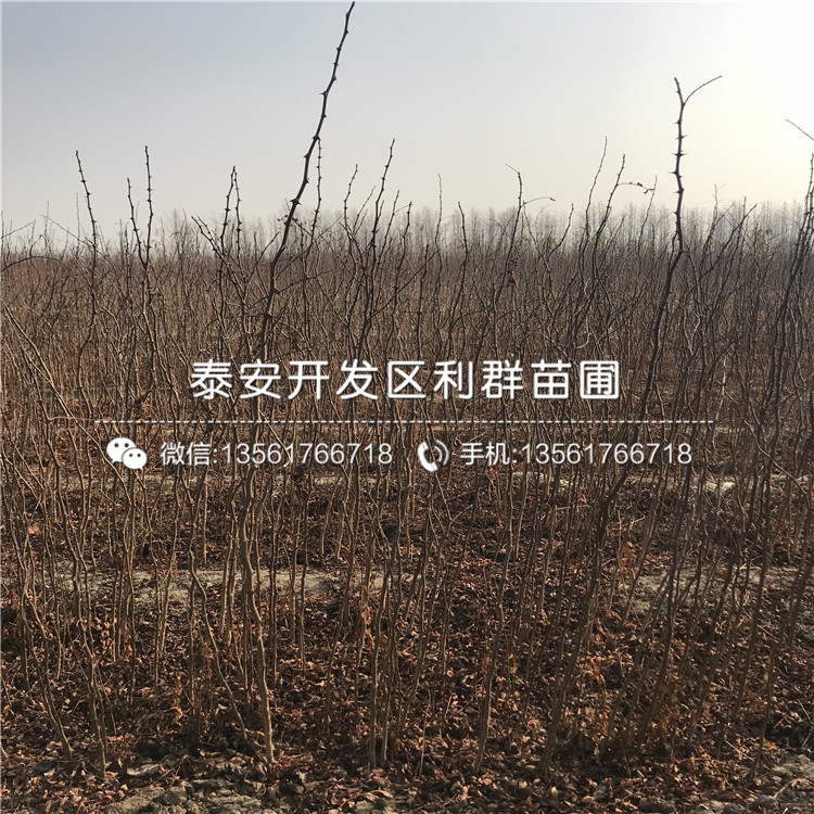 獅子頭花椒苗報價、獅子頭花椒苗價格