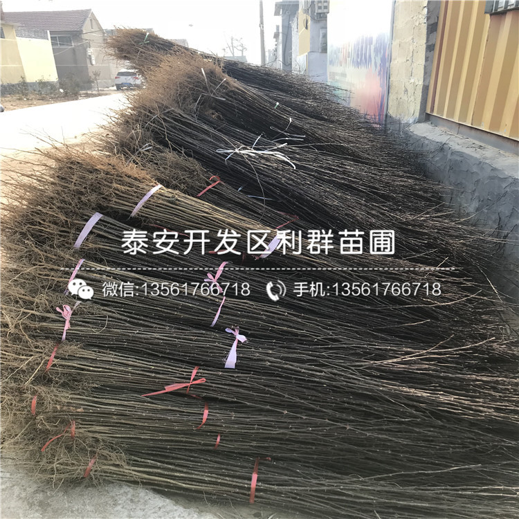 2019年青花椒苗、青花椒苗價(jià)格多少