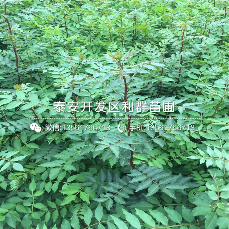 獅子頭花椒苗報價、獅子頭花椒苗價格