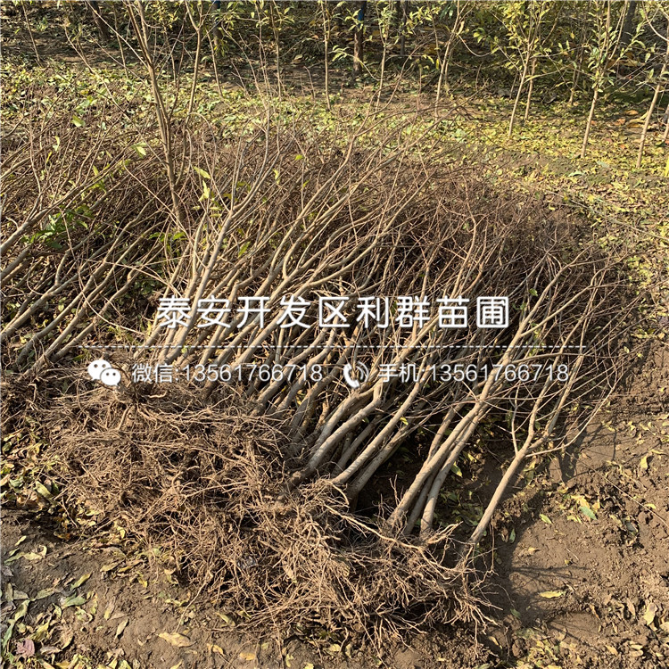 4公分石榴樹苗出售、4公分石榴樹苗價格及報價