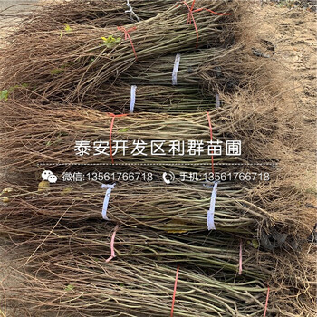 黑籽石榴苗價(jià)格、黑籽石榴苗出售