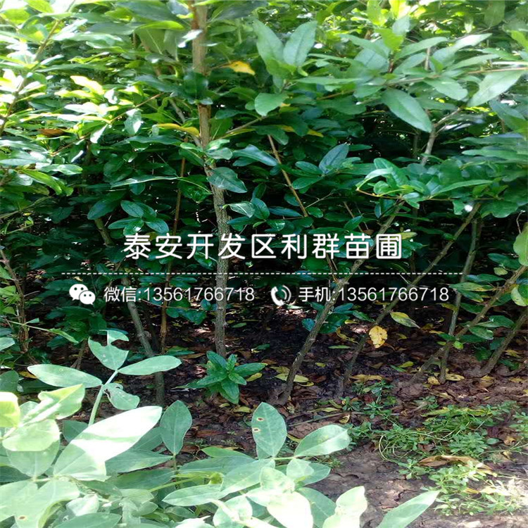 出售泰安石榴樹苗、出售泰安石榴樹苗多少錢一棵