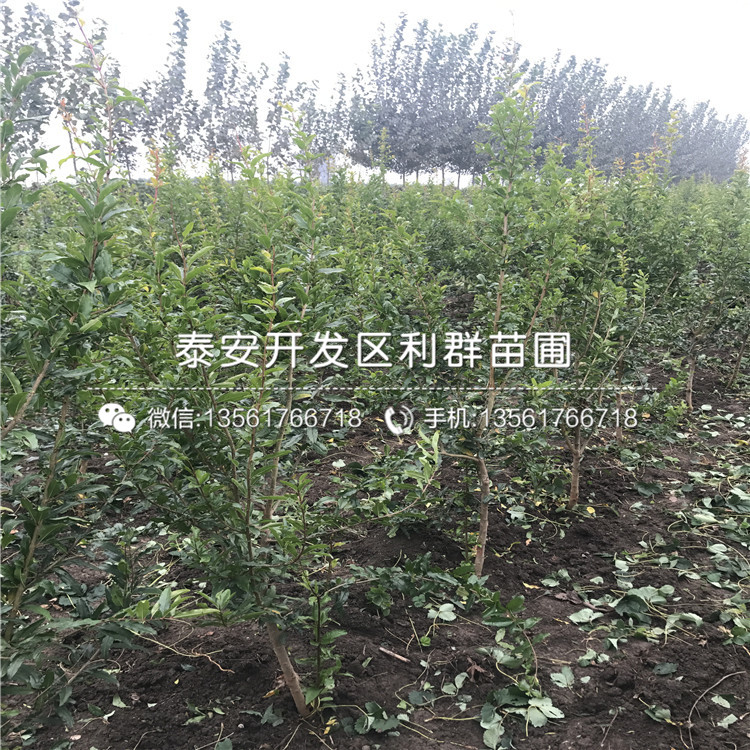 果石榴樹(shù)苗報(bào)價(jià)、2019年果石榴樹(shù)苗價(jià)格