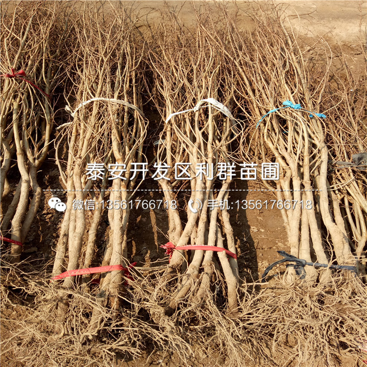 2019年突尼斯軟籽石榴樹(shù)苗、突尼斯軟籽石榴樹(shù)苗價(jià)格多少