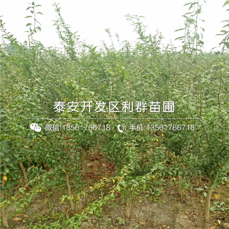 出售蒙陽紅石榴樹苗、蒙陽紅石榴樹苗多少錢一棵