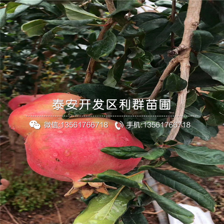 新品種泰安石榴苗、新品種泰安石榴苗多少錢一棵