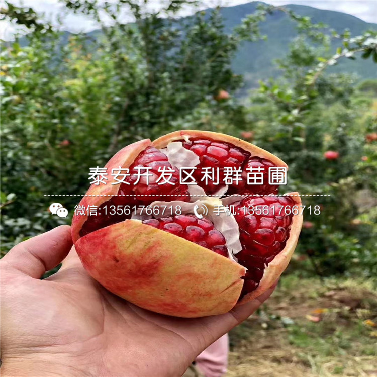 5公分石榴樹苗、5公分石榴樹苗出售基地