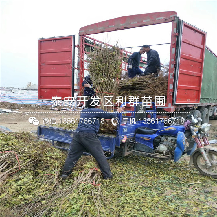大果黑籽甜石榴苗、大果黑籽甜石榴苗基地