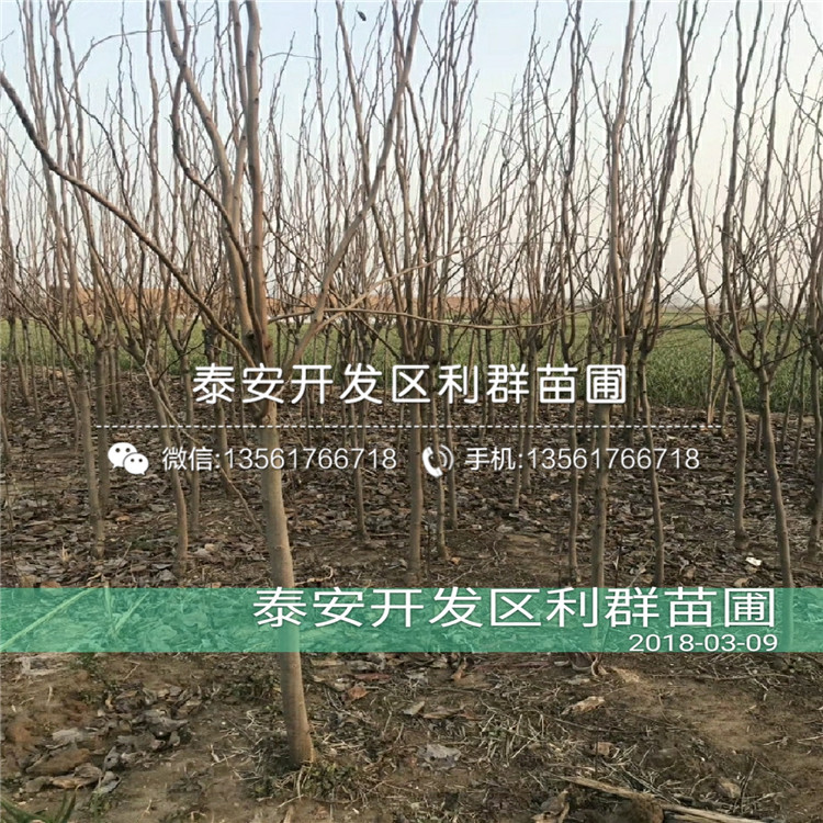 哪里有太秋甜柿苗、太秋甜柿苗價格多少