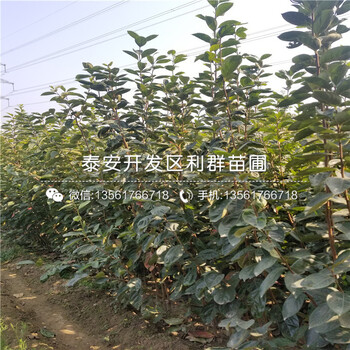 富平尖柿苗、富平尖柿苗基地