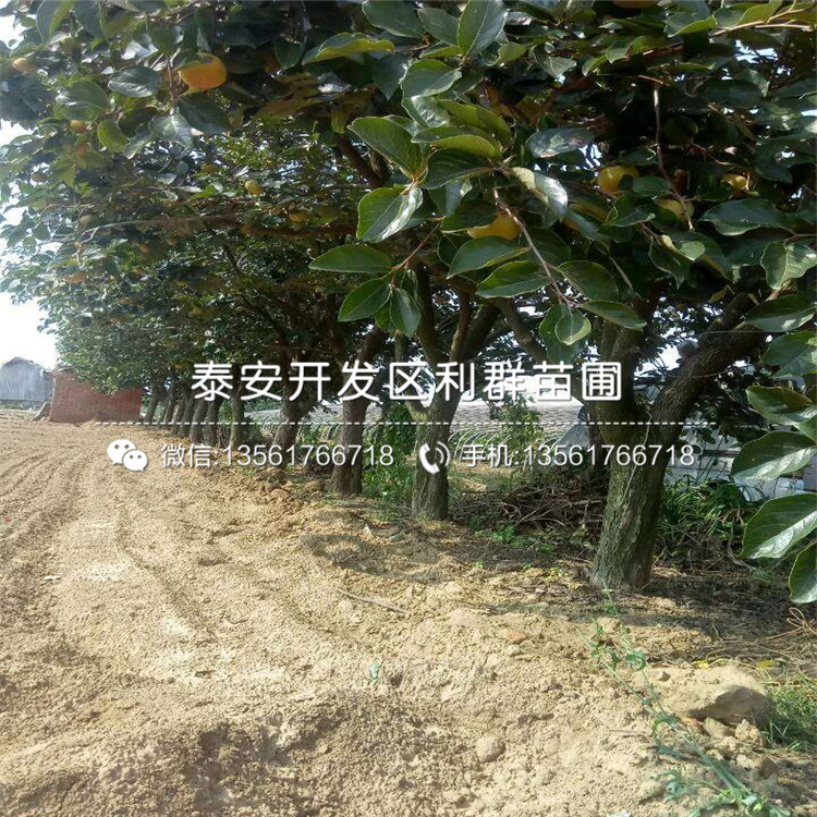 山東巧克力柿子樹(shù)苗、山東巧克力柿子樹(shù)苗價(jià)格