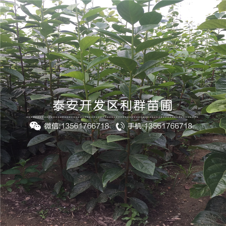 大秋甜柿樹苗、大秋甜柿樹苗什么價格