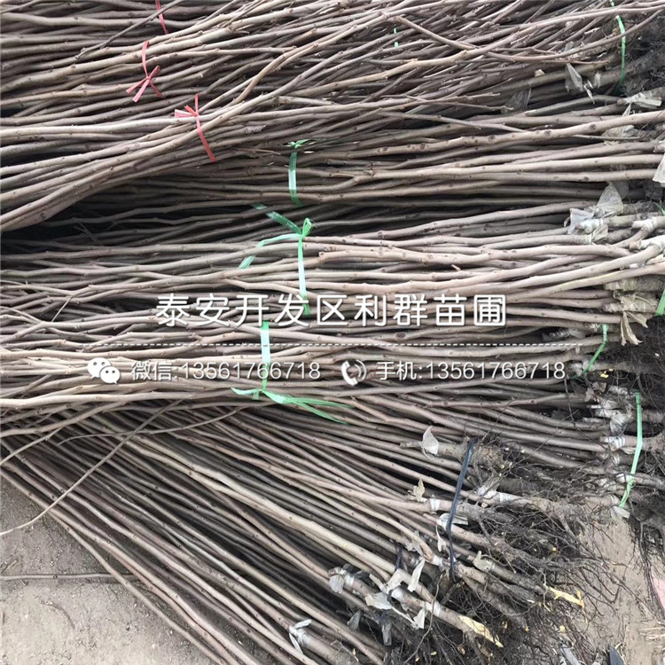 無核柿子苗出售、無核柿子苗基地