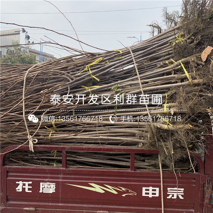 出售柿子苗出售、出售柿子苗價(jià)格及報(bào)價(jià)