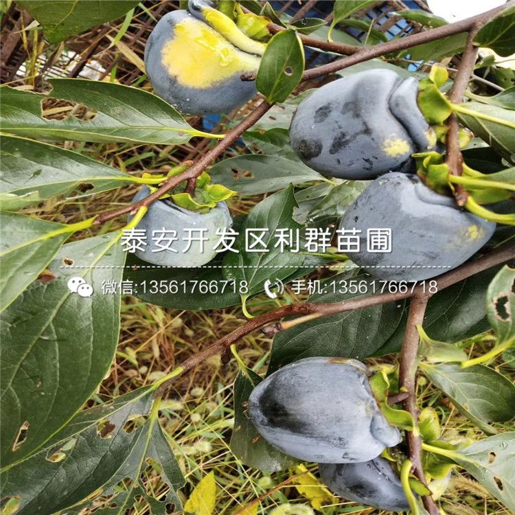 2019年大秋柿子樹苗報(bào)價(jià)、大秋柿子樹苗多少錢一棵