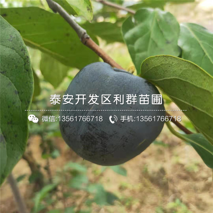 甜柿樹苗、甜柿樹苗報(bào)價(jià)