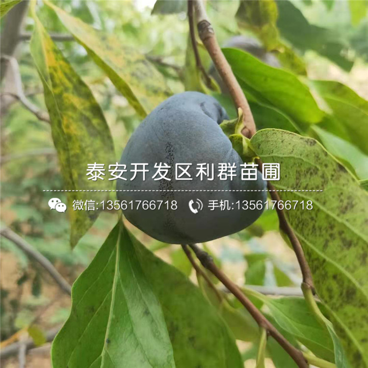 甜脆柿子樹苗出售、甜脆柿子樹苗多少錢一棵