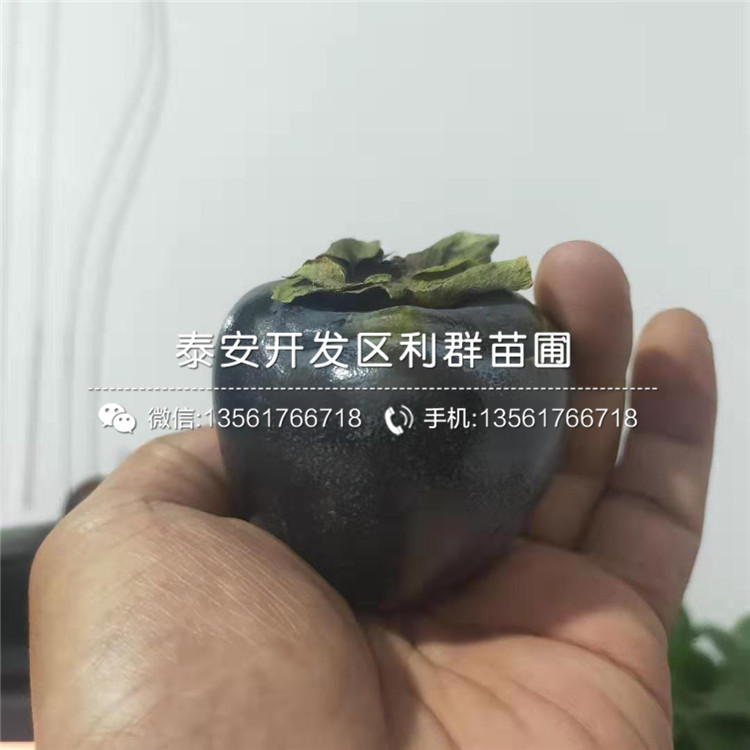 雞心柿子苗基地、雞心柿子苗價(jià)格及報(bào)價(jià)
