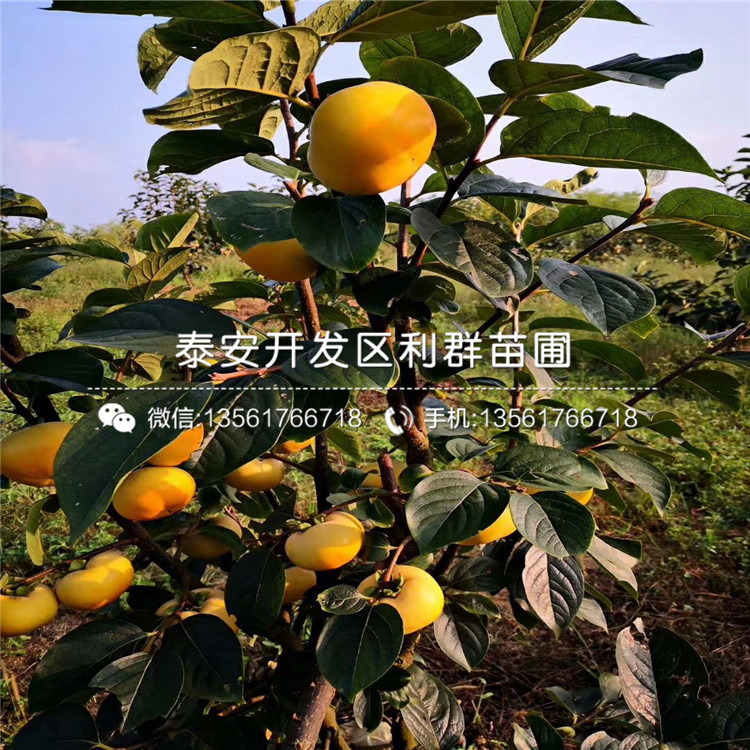 雞心柿子苗基地、雞心柿子苗價(jià)格及報(bào)價(jià)