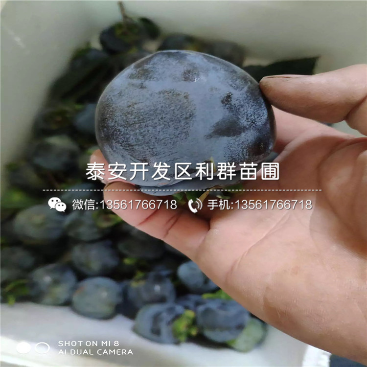 哪里有黑柿樹苗、黑柿樹苗價(jià)格多少