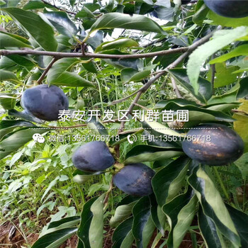 太秋柿子苗、太秋柿子苗什么價格
