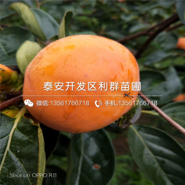 富有甜柿子苗報價、富有甜柿子苗價格