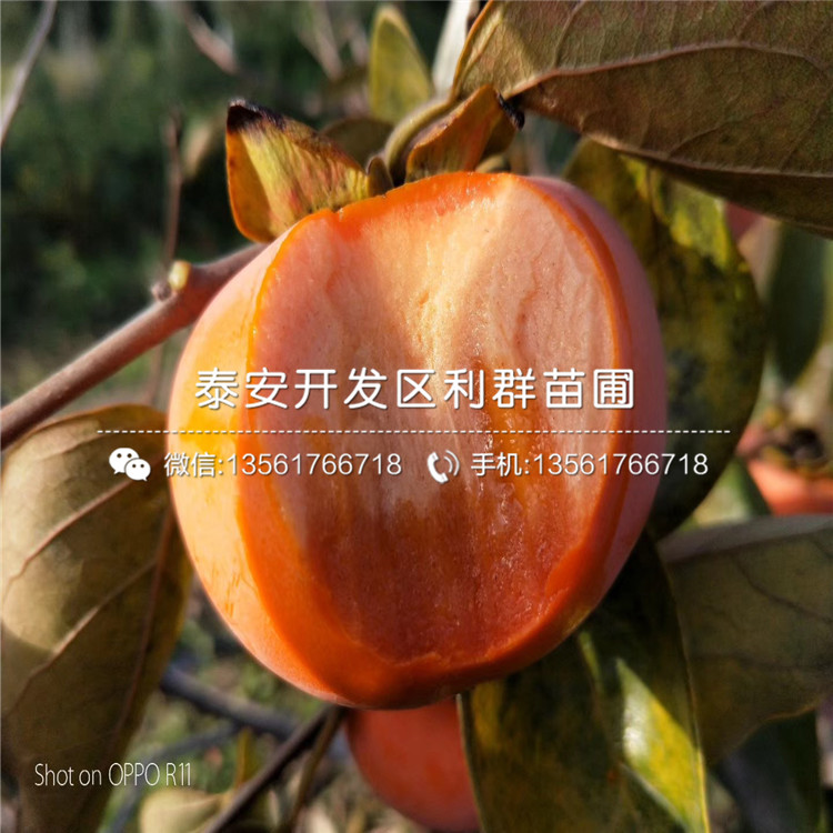 2019年黑柿樹苗報價、黑柿樹苗多少錢一棵