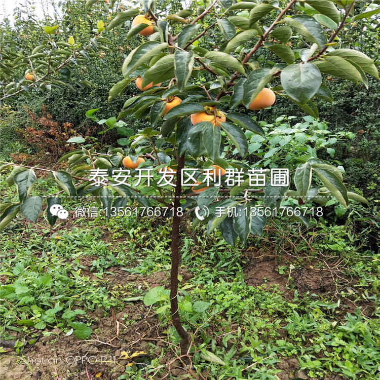 羅田甜柿子樹苗出售、羅田甜柿子樹苗價格及報價