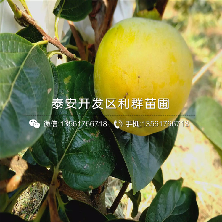 黑柿子樹苗價格、黑柿子樹苗價格及報價