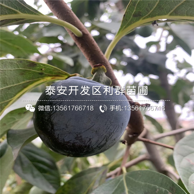黑柿子樹苗多少錢一棵、2019年黑柿子樹苗價(jià)格