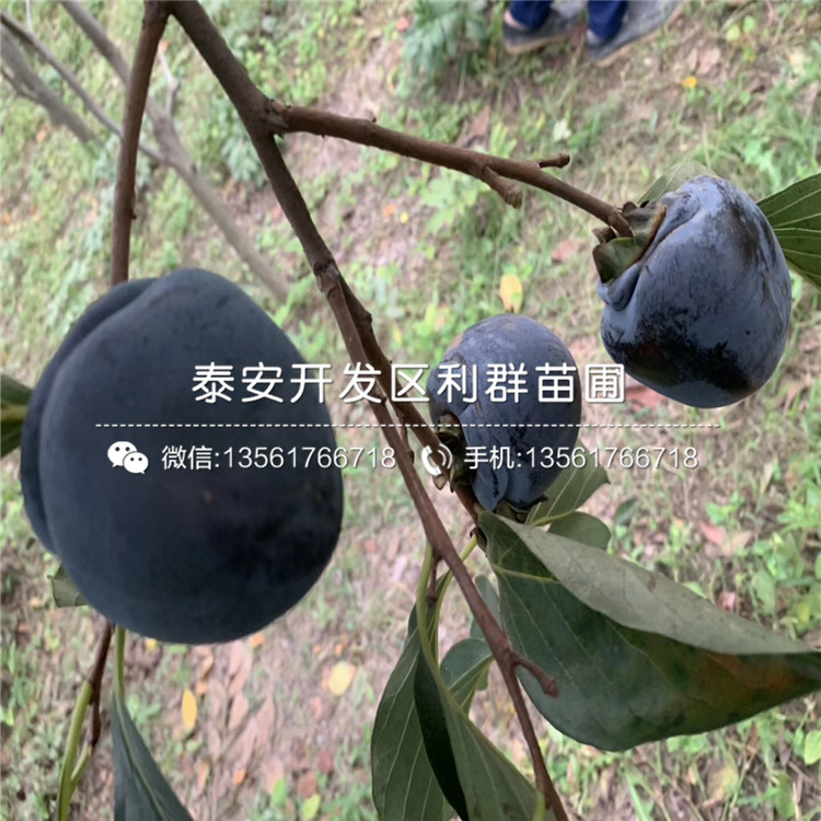 無核柿子苗出售、無核柿子苗基地