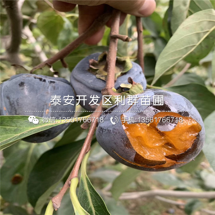 火晶柿子苗、火晶柿子苗多少錢