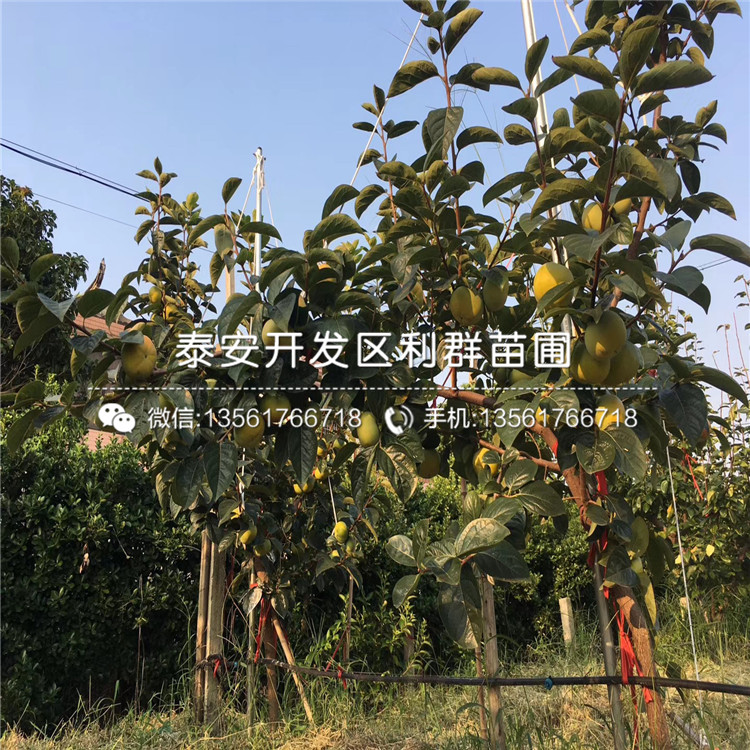 火晶柿子樹苗、火晶柿子樹苗什么價格