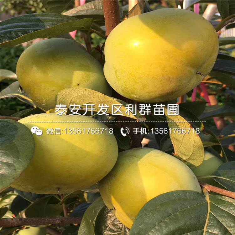 2019年太秋甜柿樹苗、太秋甜柿樹苗多少錢一棵