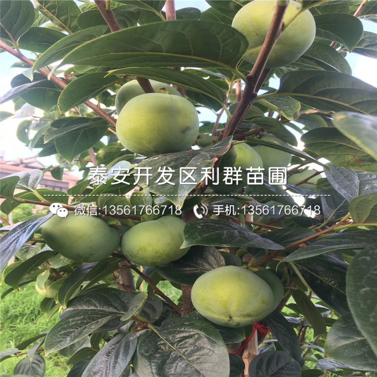 脆柿子樹苗、脆柿子樹苗新品種