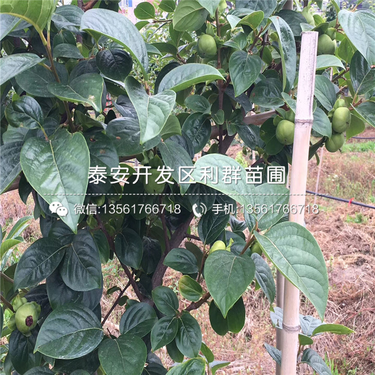 無核柿子苗出售、無核柿子苗基地