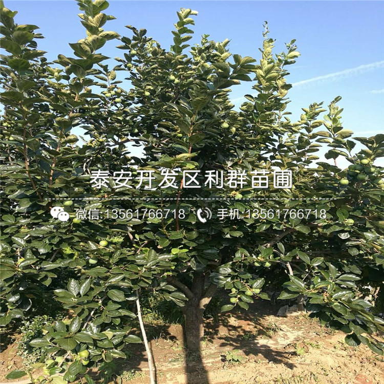 出售柿子苗出售、出售柿子苗價(jià)格及報(bào)價(jià)