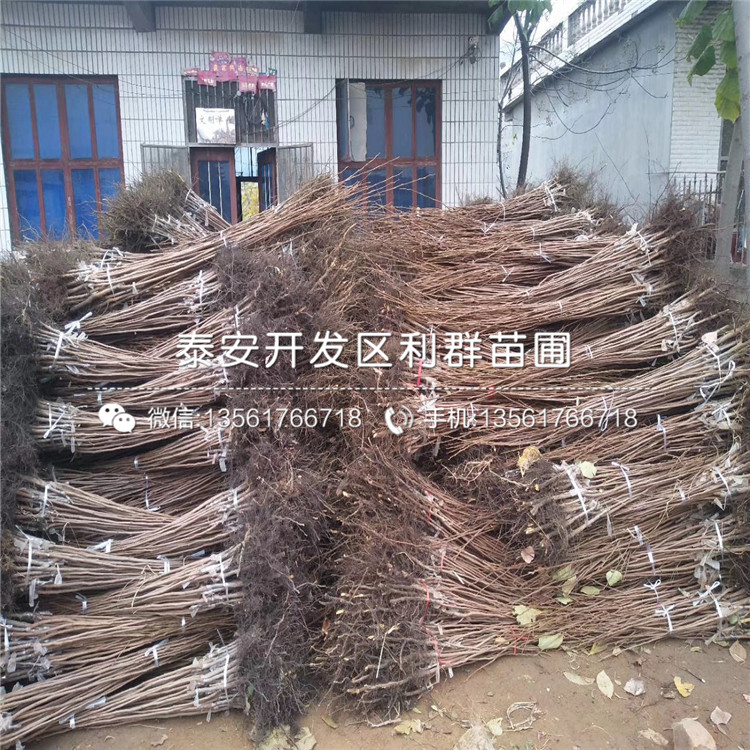 大秋甜柿樹(shù)苗報(bào)價(jià)、大秋甜柿樹(shù)苗價(jià)格