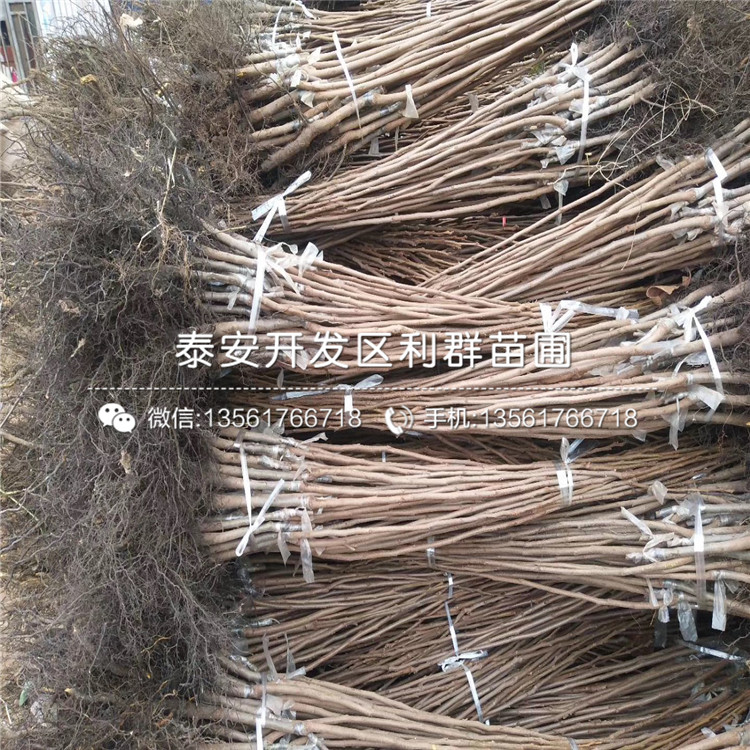 泰安柿子苗、泰安柿子苗出售基地