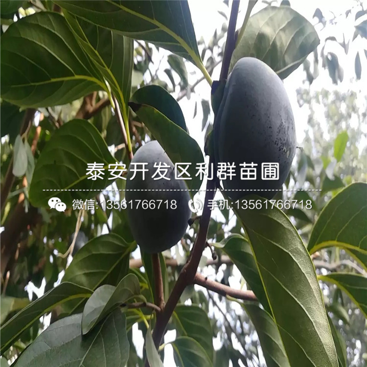 大秋甜柿子苗、大秋甜柿子苗出售