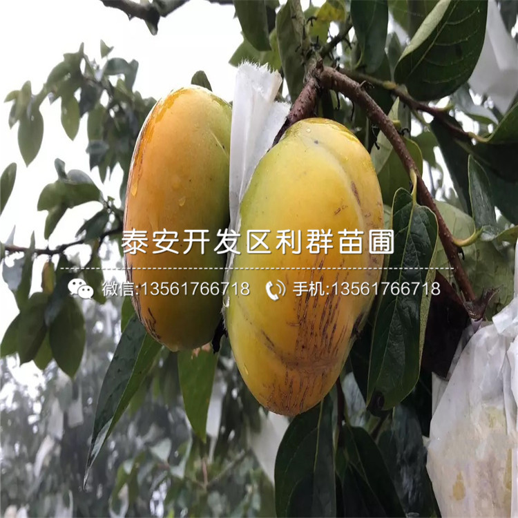 2019年柿子苗哪里有賣、2019年柿子苗多少錢一棵