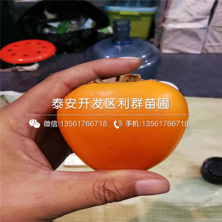 2019年黑柿樹苗報價、黑柿樹苗多少錢一棵