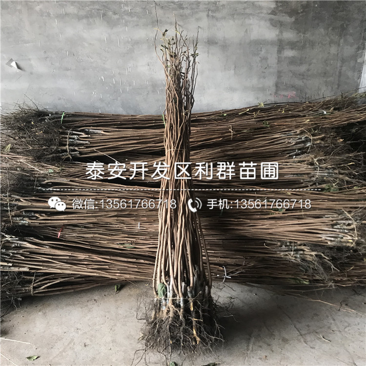 我想買(mǎi)陽(yáng)豐甜柿子樹(shù)苗、陽(yáng)豐甜柿子樹(shù)苗價(jià)格多少