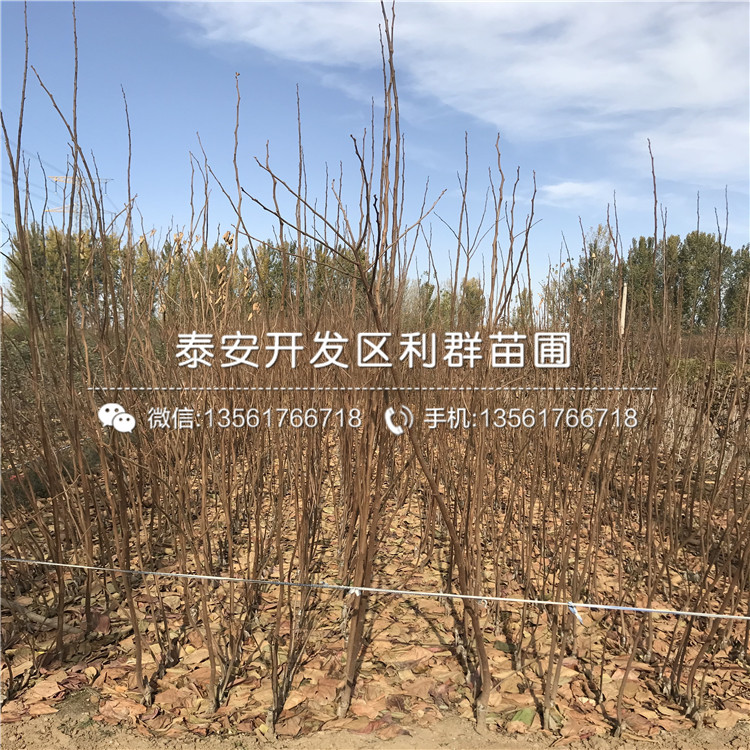 太秋甜柿子苗、太秋甜柿子苗什么價(jià)格