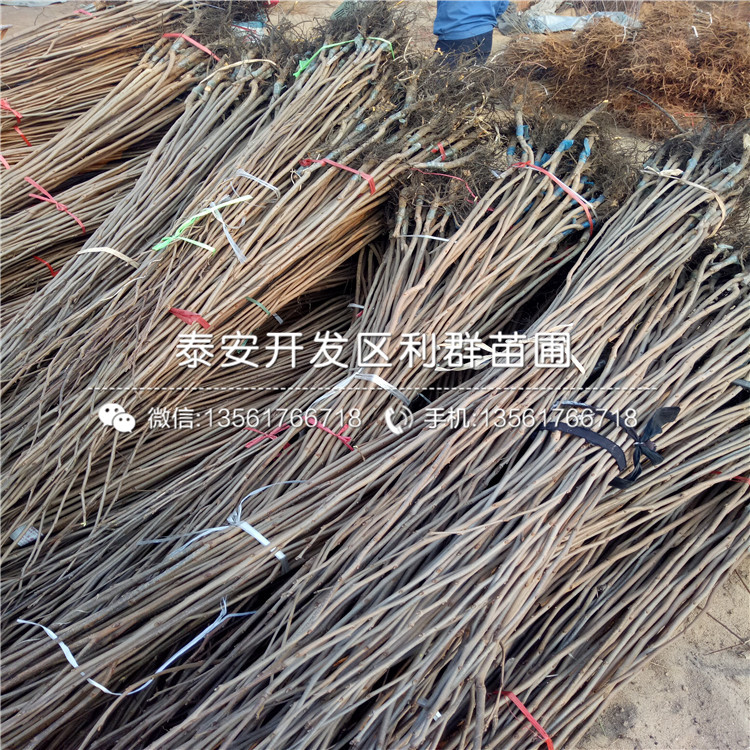 出售柿子苗、出售柿子苗價(jià)格及報(bào)價(jià)