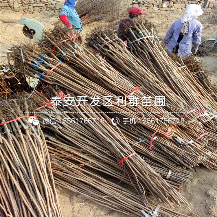 富平尖柿子苗、富平尖柿子苗出售基地