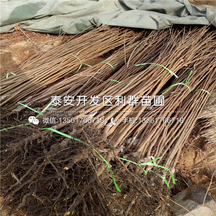 陽(yáng)豐甜柿苗價(jià)格、2019年陽(yáng)豐甜柿苗價(jià)格