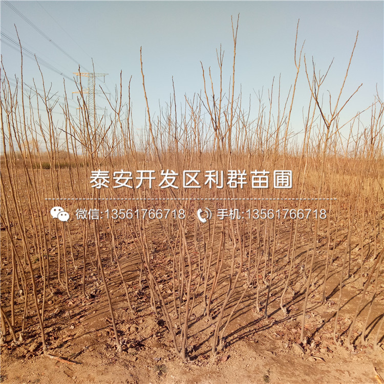 哪里有富平尖柿苗、富平尖柿苗價(jià)格多少