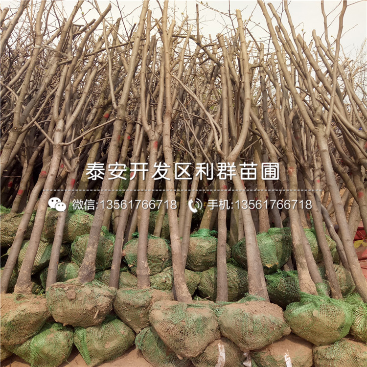 5公分柿子樹苗、5公分柿子樹苗價(jià)格及報(bào)價(jià)