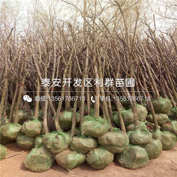 陽(yáng)豐柿子樹苗